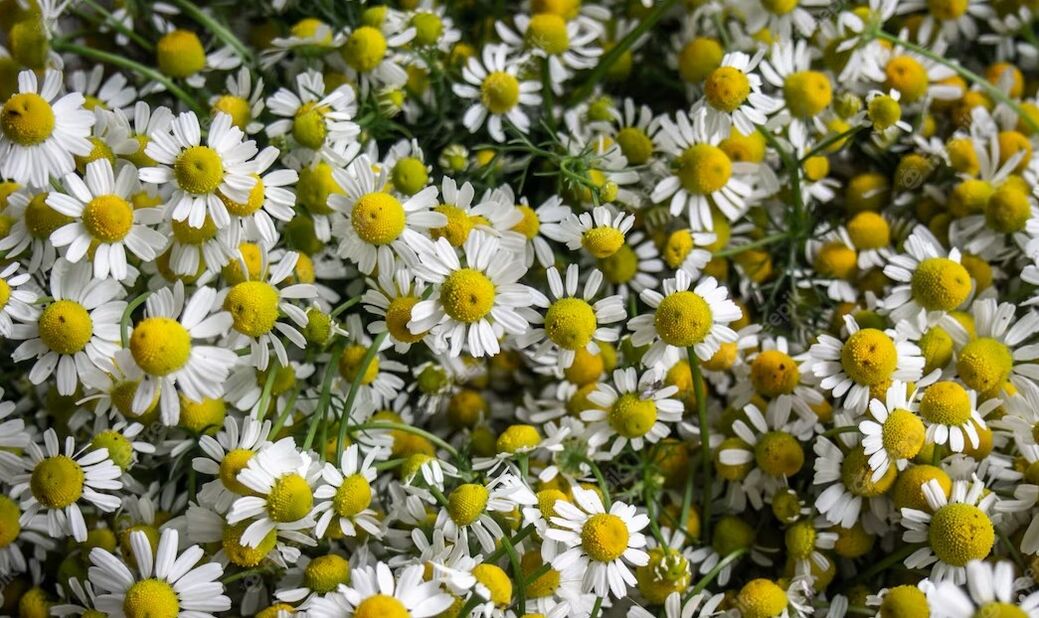 Chamomile stimulates blood circulation and helps eliminate wrinkles